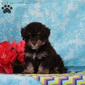 Monkey, Toy Poodle Puppy